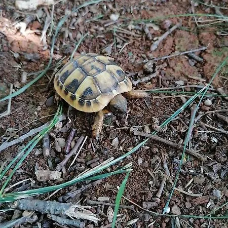 Villanova Apartment Porec