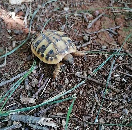 Villanova Lejlighed Poreč